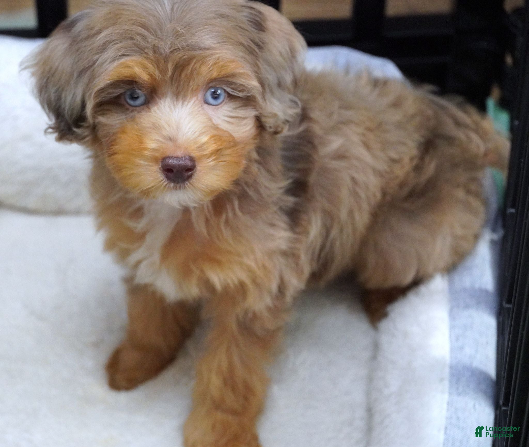 Mini Aussiedoodle dogs Pending for T. - Ad 2