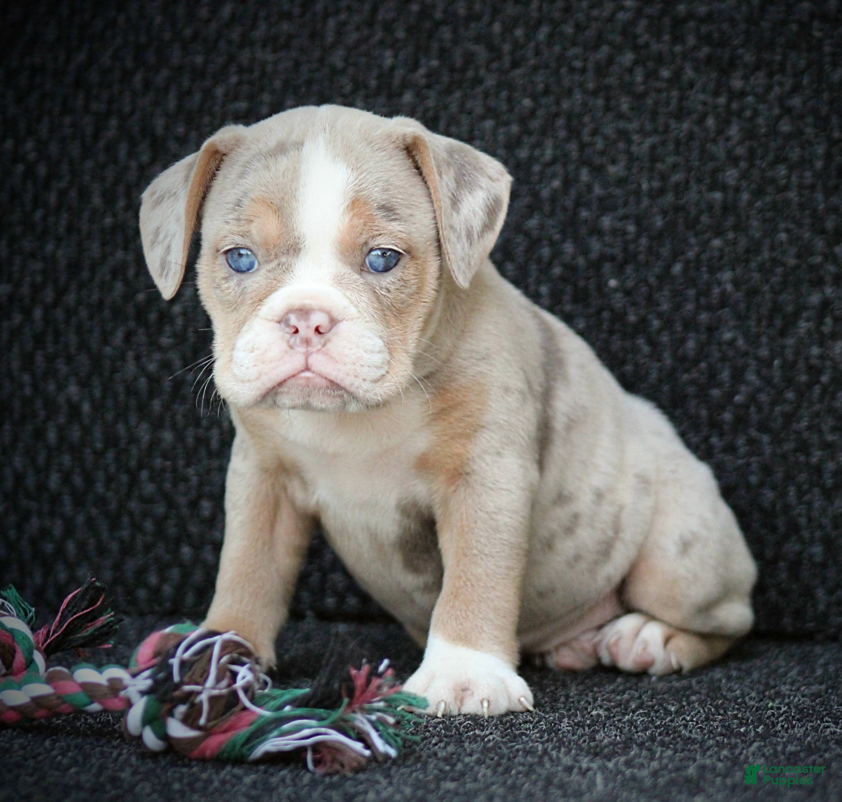 Beabull dogs Navi - Ad 1