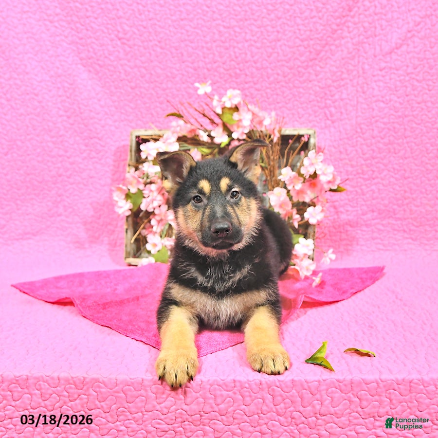 German Shepherd dogs Sabiya - Ad 2