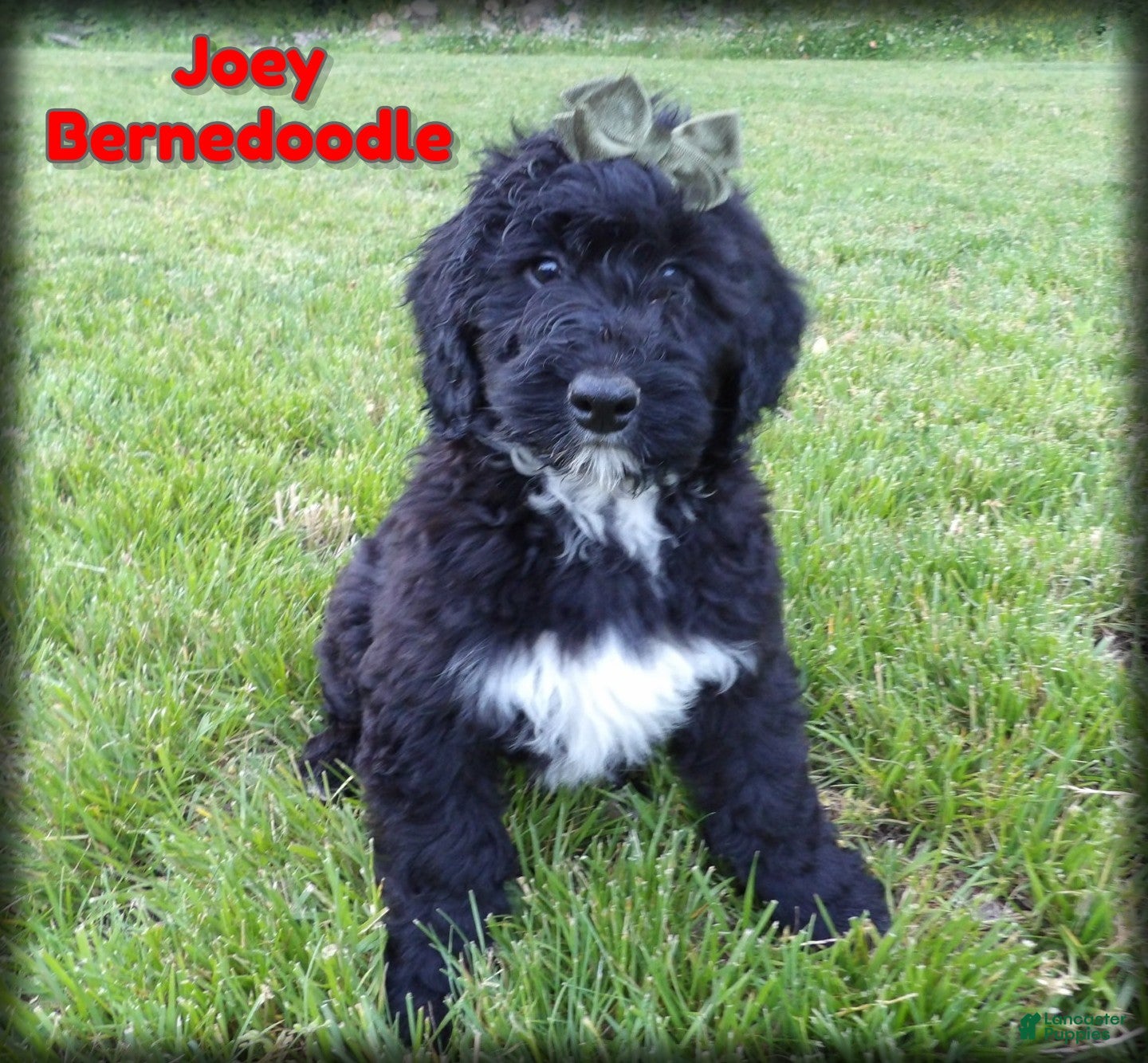 Bernedoodle dogs Joey - Ad 1