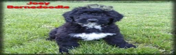 Bernedoodle dogs for sale: Joey - Ad 1