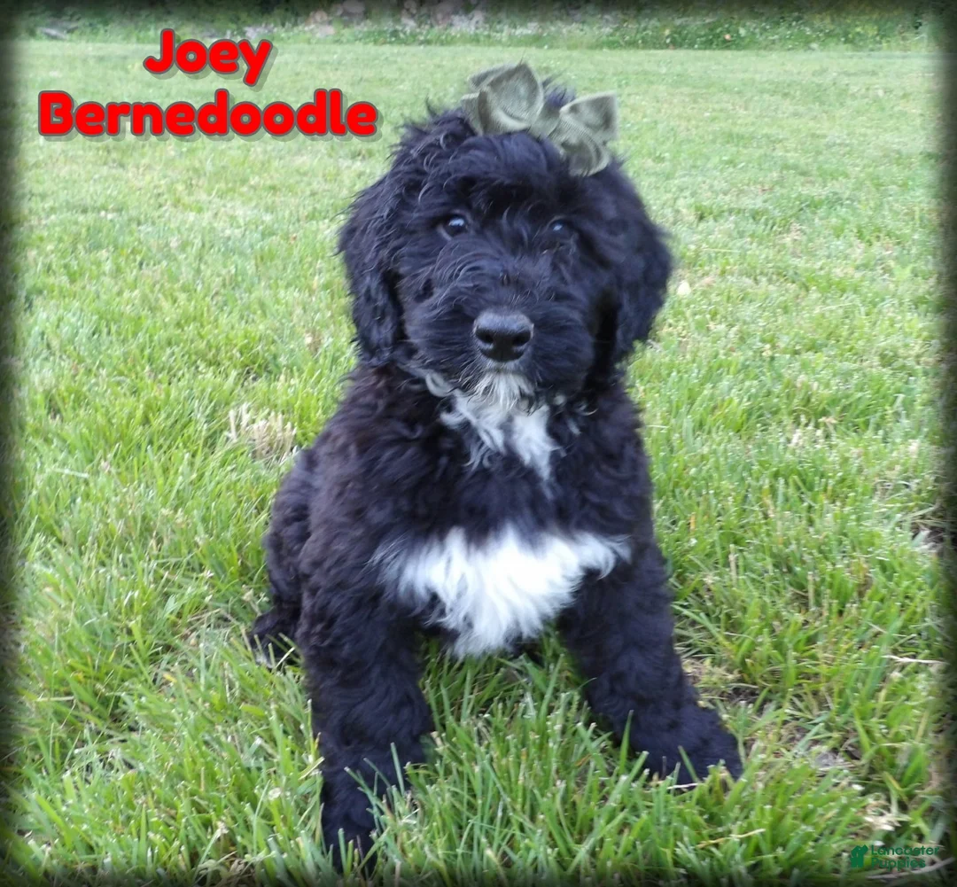 Bernedoodle dogs for sale: Joey - Ad 1