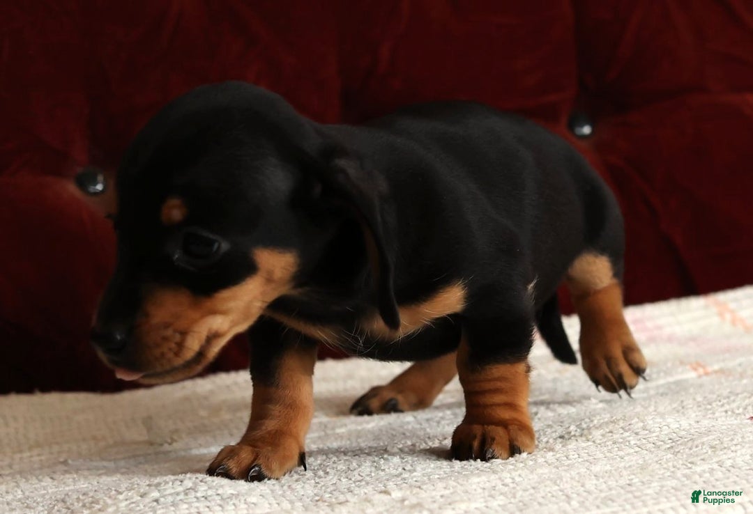 Miniature Dachshund dogs for sale: Krissy - Ad 3