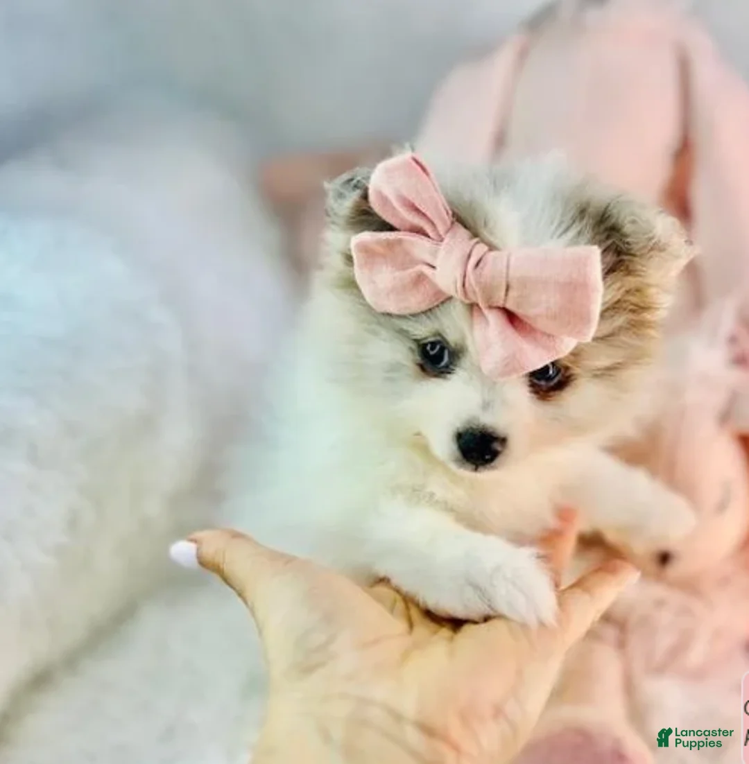 Pomeranian dogs for sale: Pomeranian 1 - Ad 1