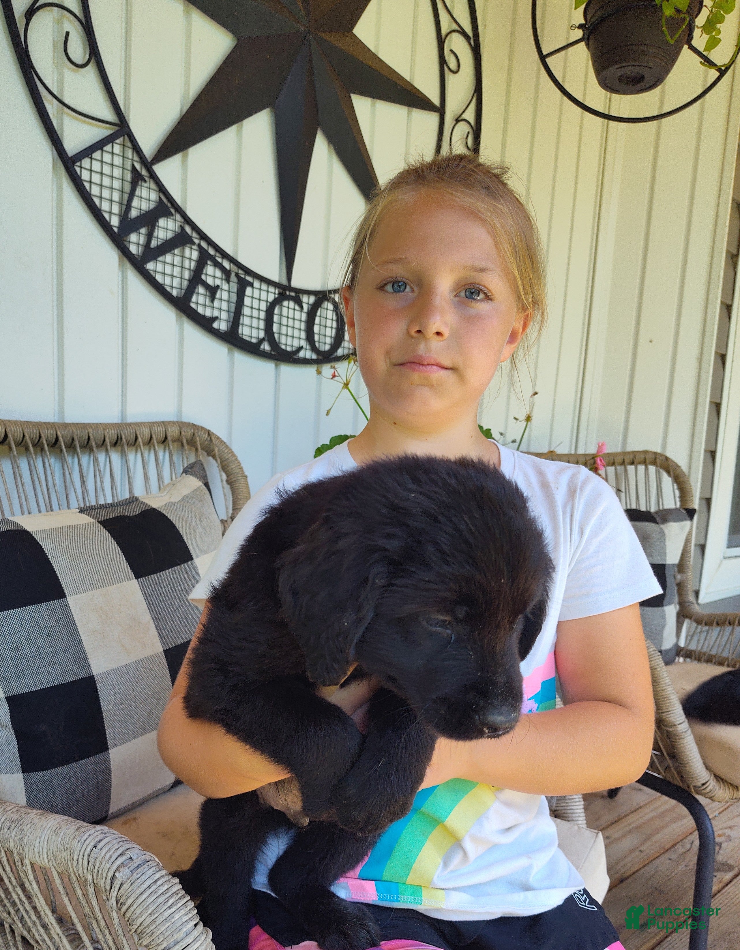 Labrador Retriever dogs Labrador Retriever Puppy 1 - Ad 2