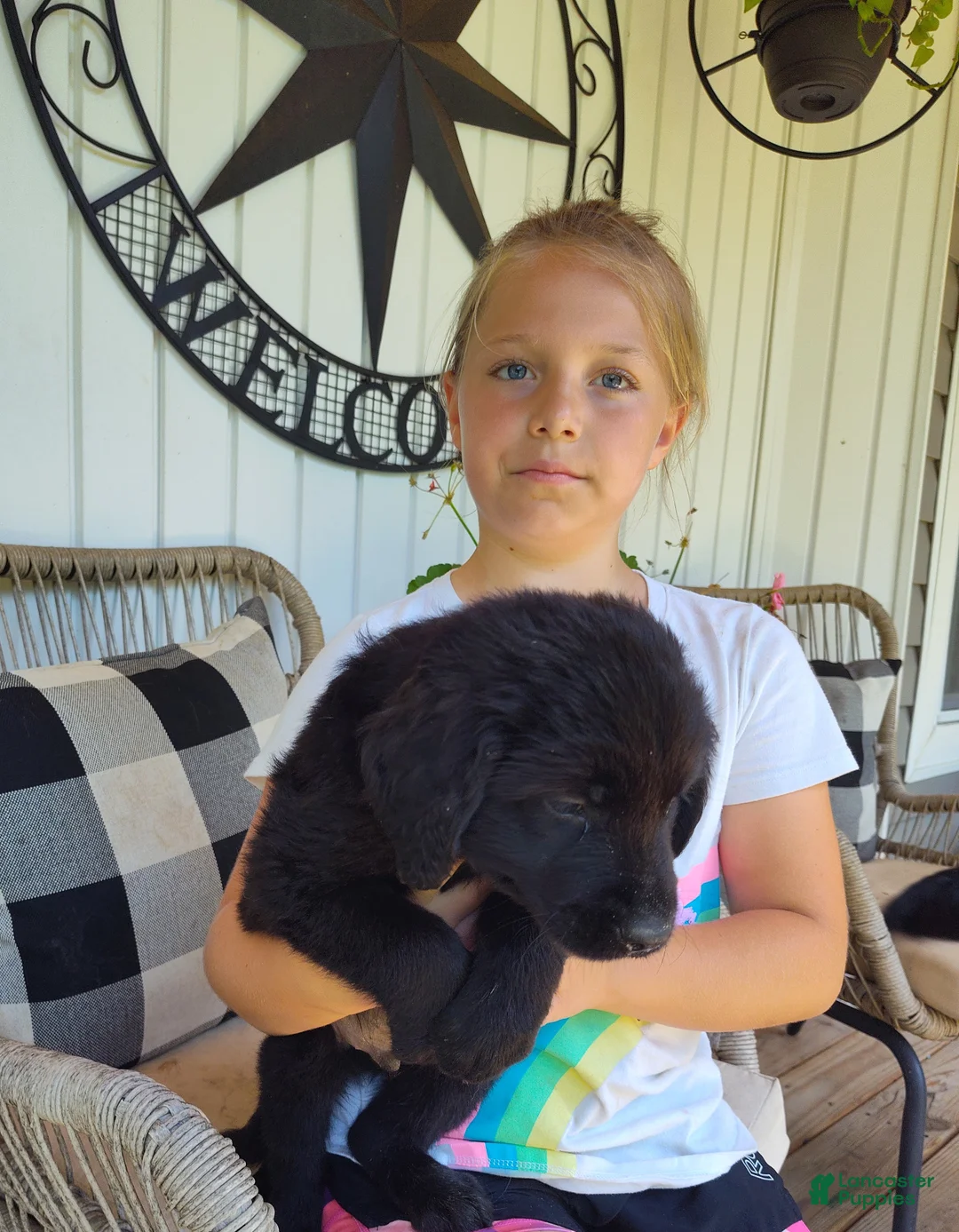 Labrador Retriever dogs for sale: Labrador Retriever Puppy 1 - Ad 2