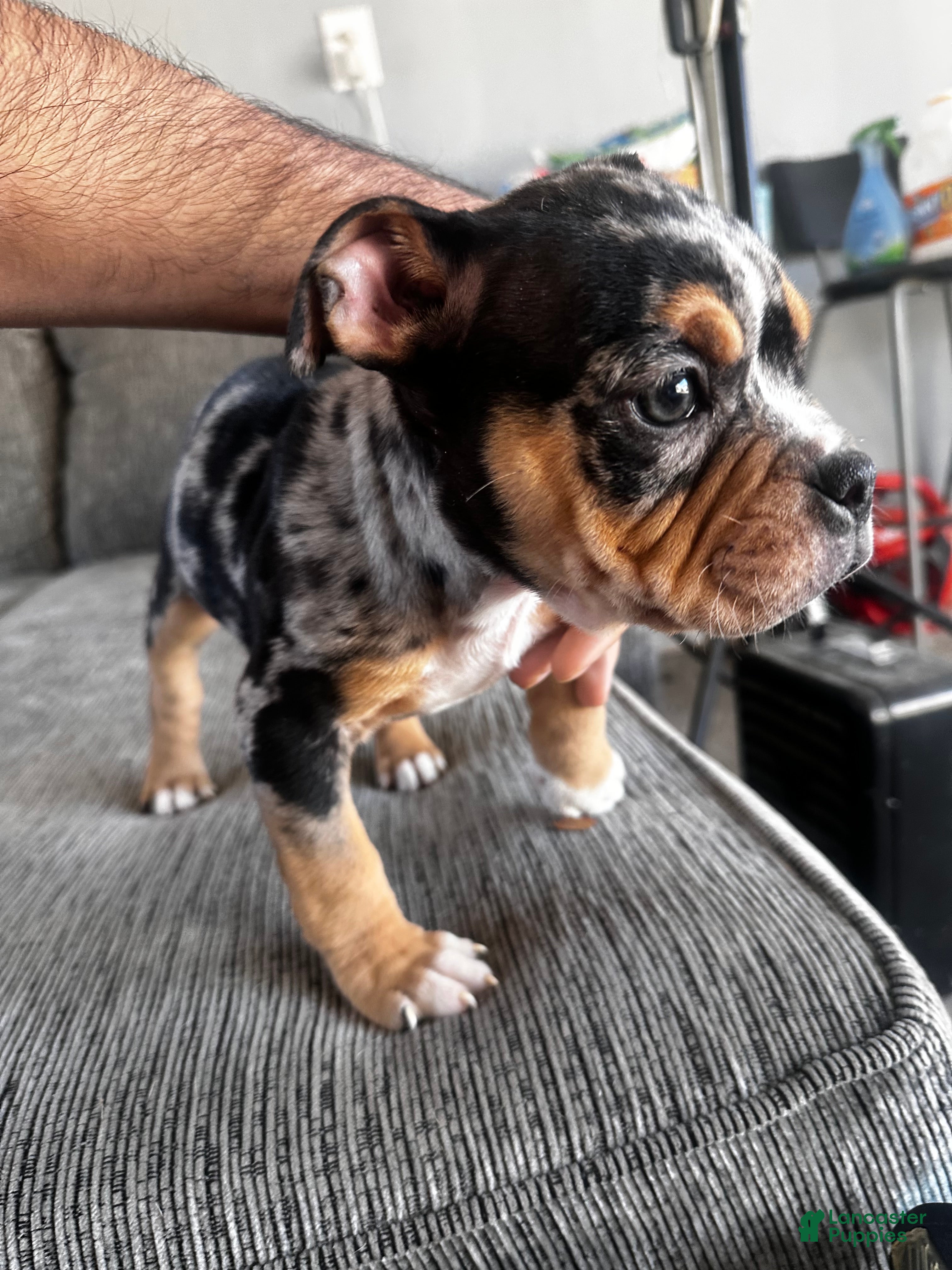 Mixed Breed dogs Merle female  - Ad 11