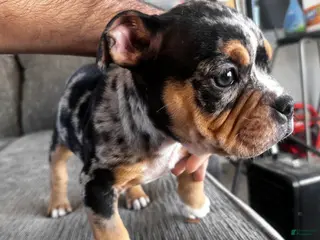 Mixed Breed dogs Merle female - Ad 11