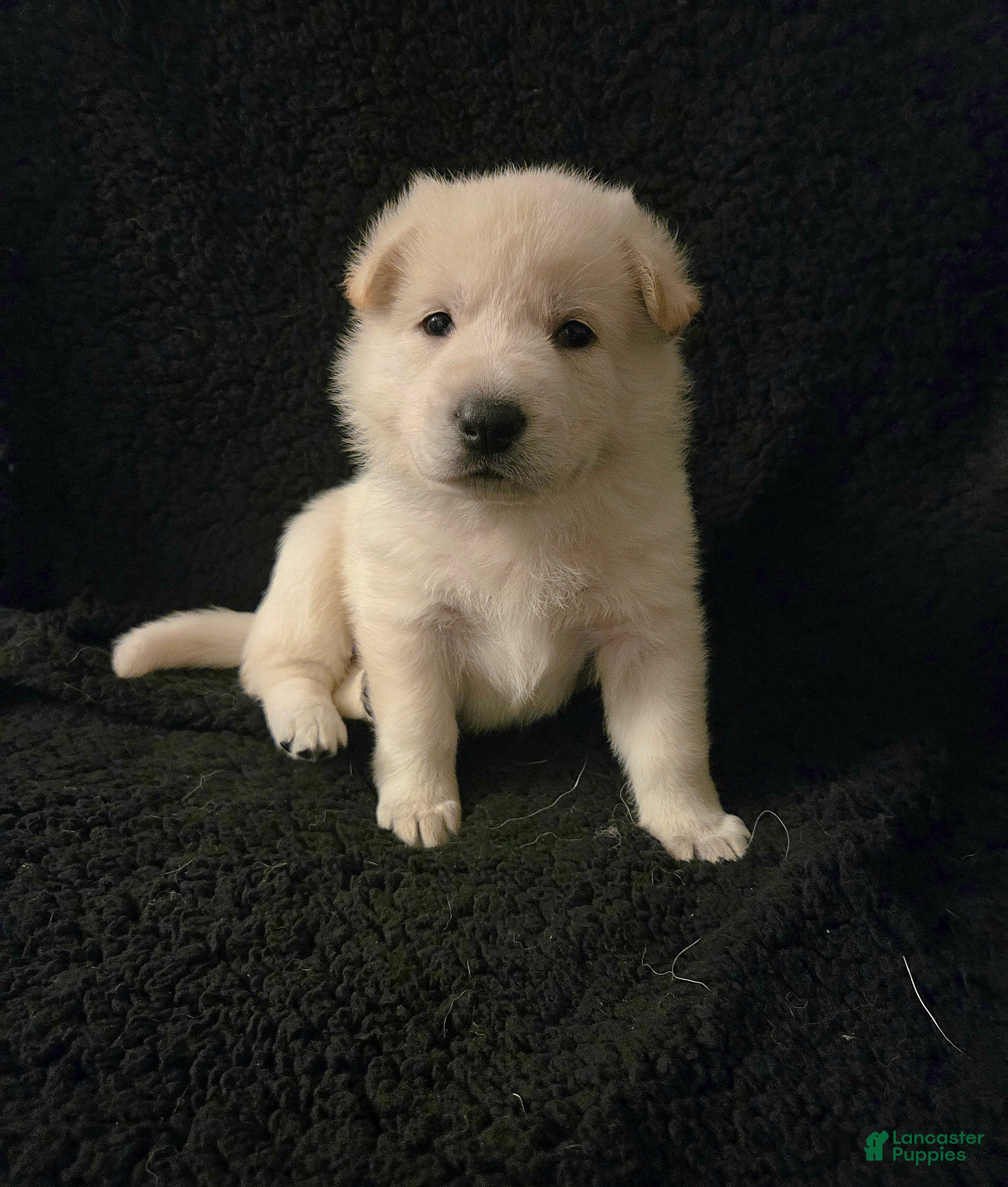 German Shepherd dogs Anna - Ad 1