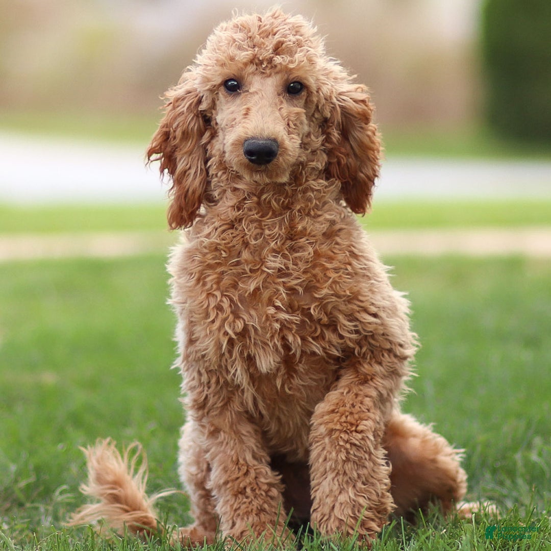 Colette for sale in Paradise Lancaster Puppies
