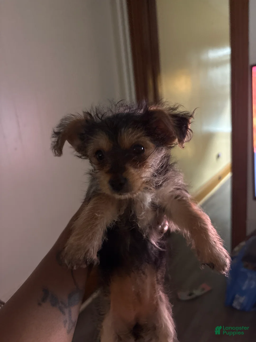 Yorkiepoo dogs for sale: Yorkiepoo Puppy 2 - Ad 1
