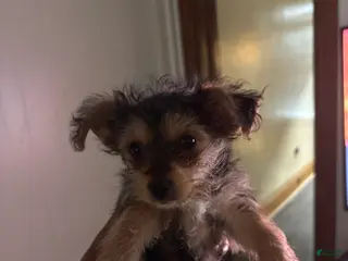 Yorkiepoo dogs Yorkiepoo Puppy 2 - Ad 40