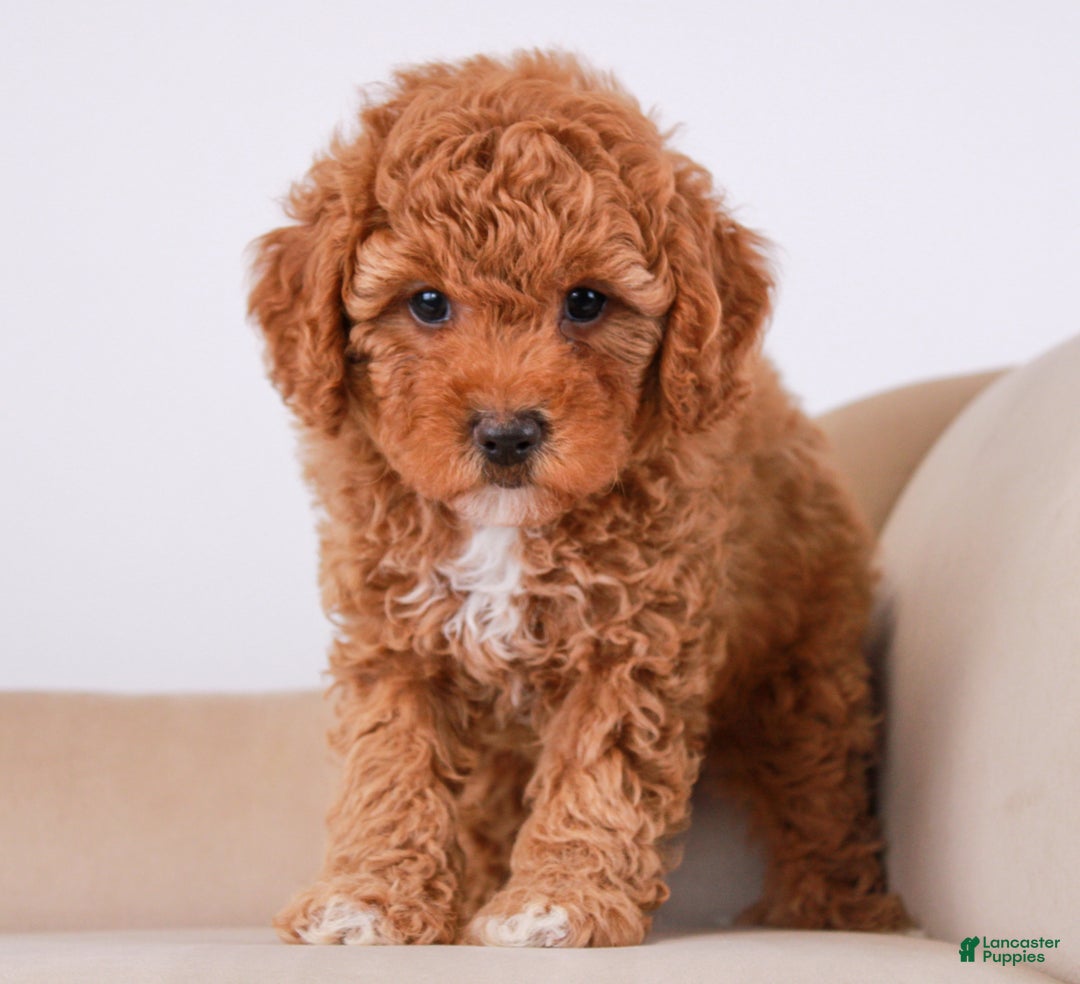 Cavapoo dogs for sale: Pennywhistle - Ad 6