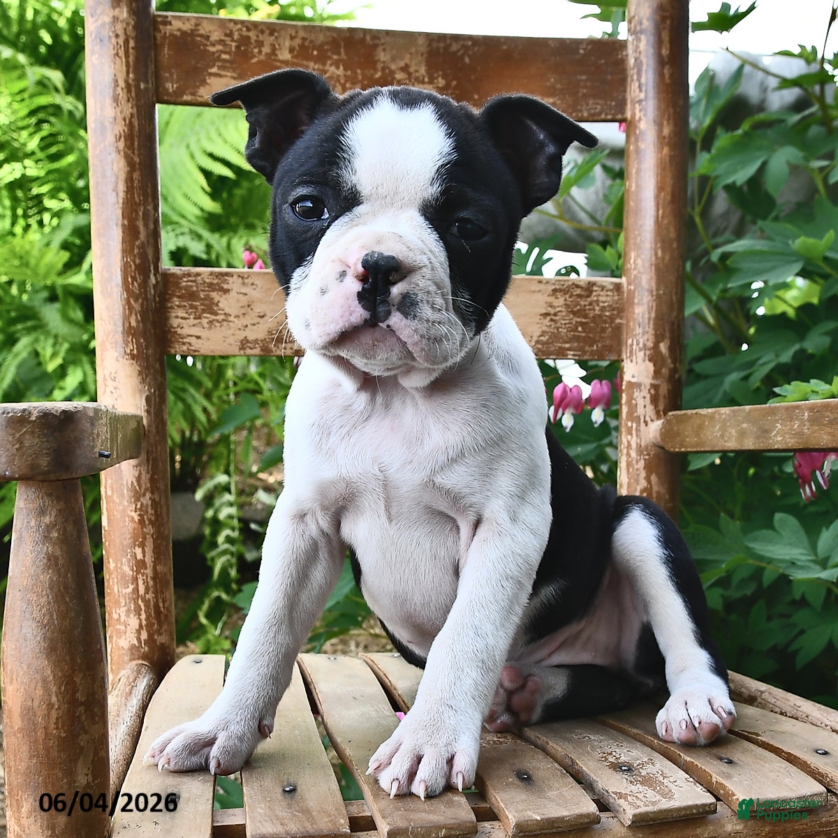 Boston Terrier dogs Daisy - Ad 1