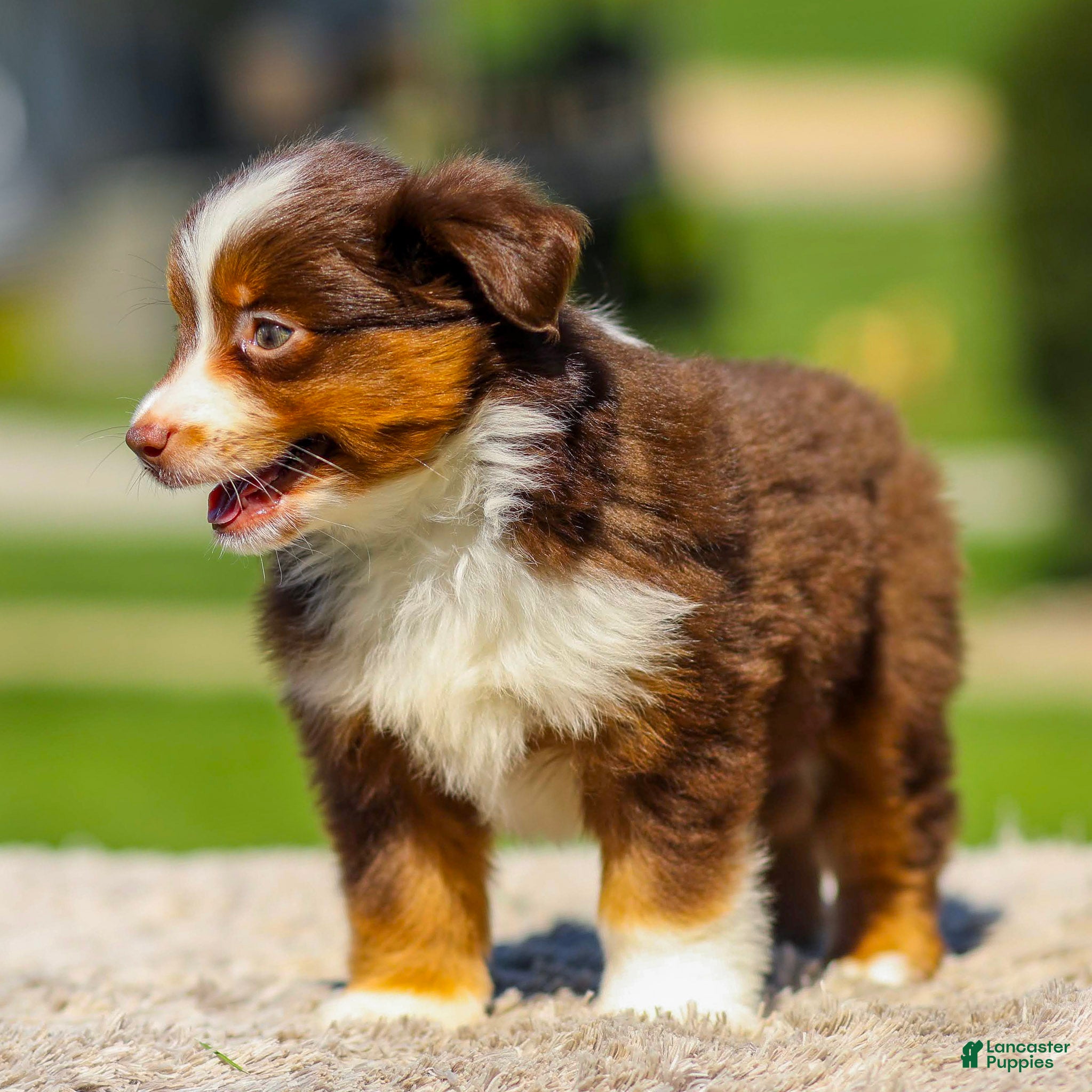 Miniature Australian Shepherd dogs Iris - Ad 2