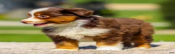 Miniature Australian Shepherd dogs for sale: Iris - Ad 2