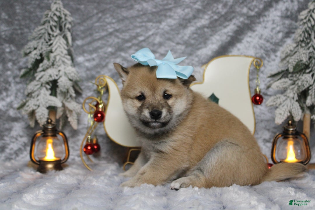 Shiba Inu dogs for sale: Gin  - Ad 5