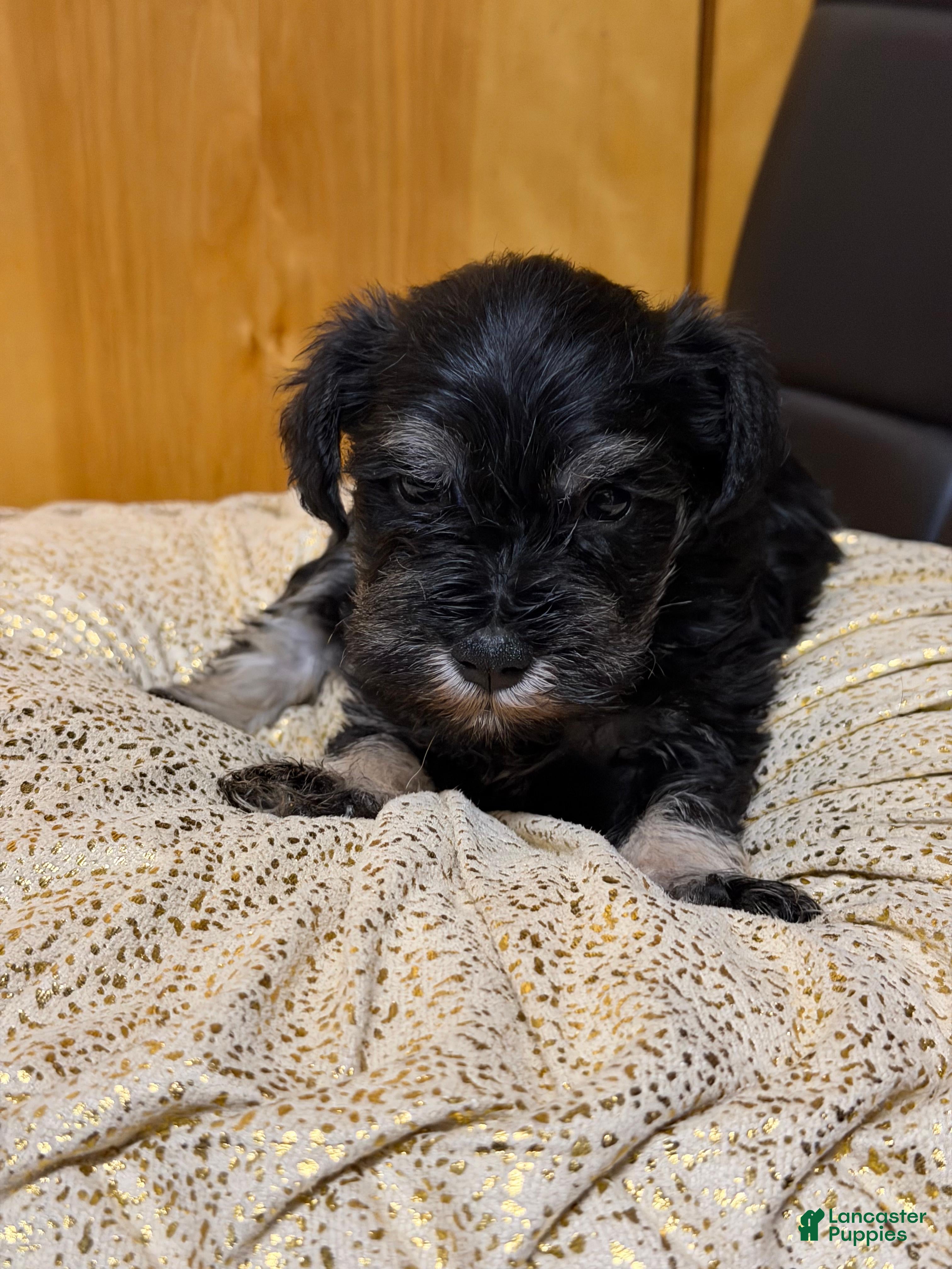 Schnauzer dogs Schnauzer Puppy 3 - Ad 3