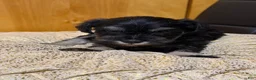Schnauzer dogs for sale: Schnauzer Puppy 2 - Ad 5