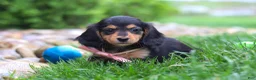 Miniature Dachshund dogs for sale: Barbie - Ad 4