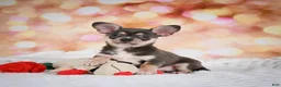 Chihuahua dogs for sale: Dallas - Ad 5