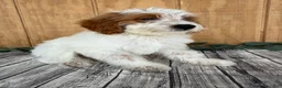 Mini Goldendoodle dogs for sale: Archie - Ad 8