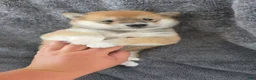Shiba Inu dogs for sale: Freedom - Ad 4