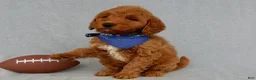 Mini Goldendoodle dogs for sale: Bryce-MEDIUM - Ad 5