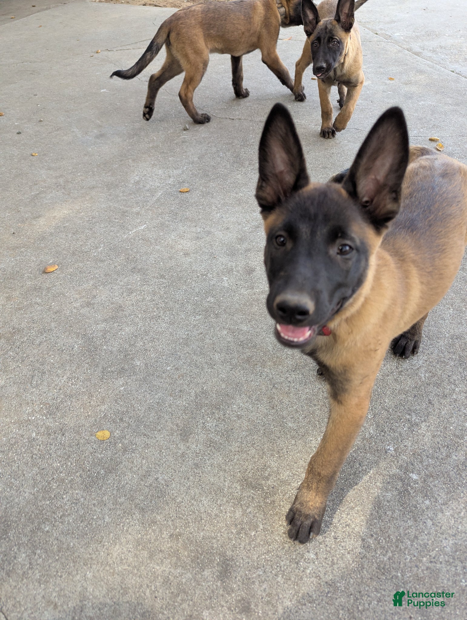 Belgian Malinois dogs Belgian Malinois Puppy 4 - Ad 14