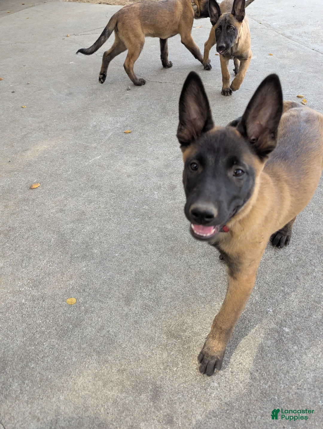 Belgian Malinois dogs for sale: Belgian Malinois Puppy 4 - Ad 1