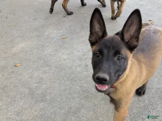 Belgian Malinois dogs Belgian Malinois Puppy 4 - Ad 20