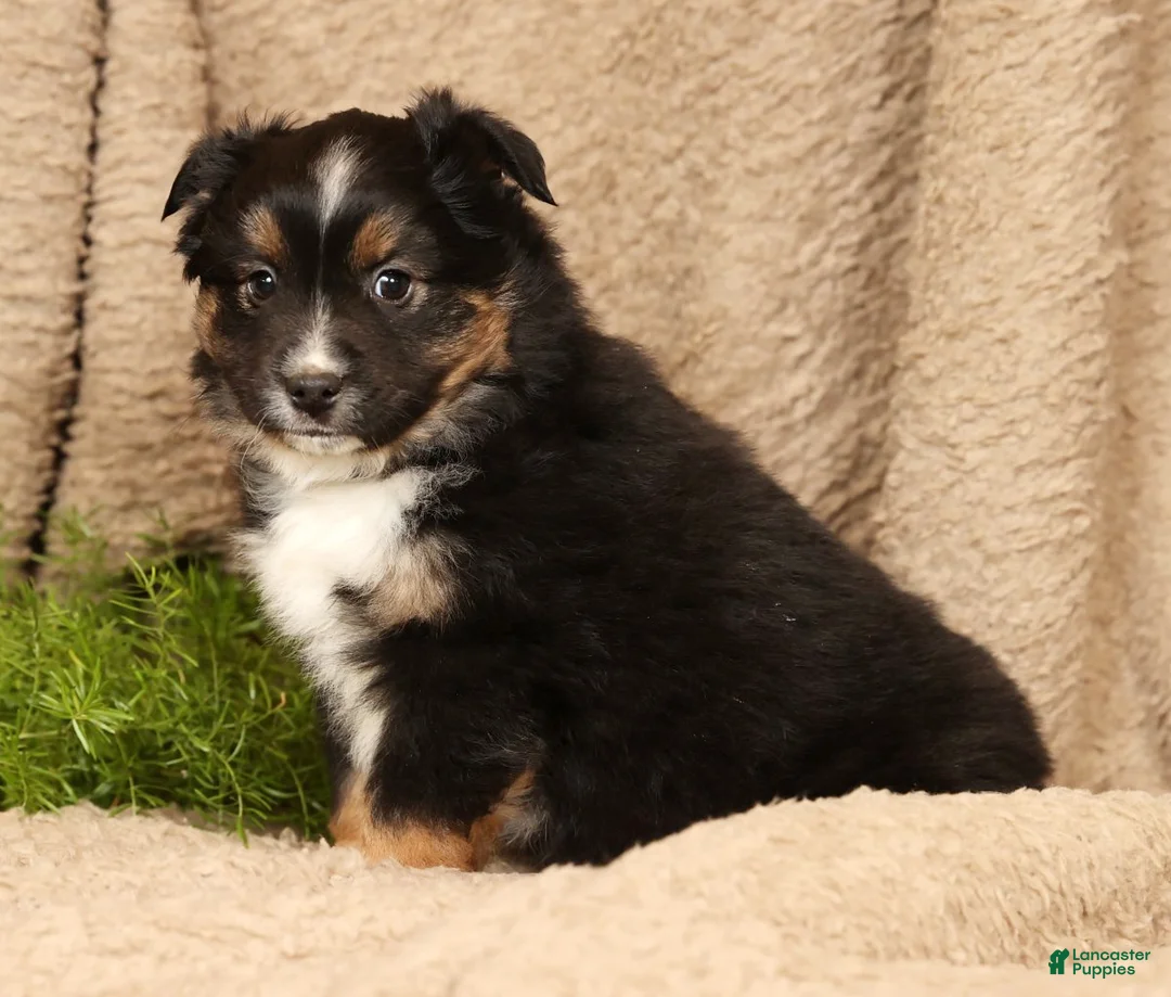 Miniature Australian Shepherd dogs for sale: Drake - Ad 3
