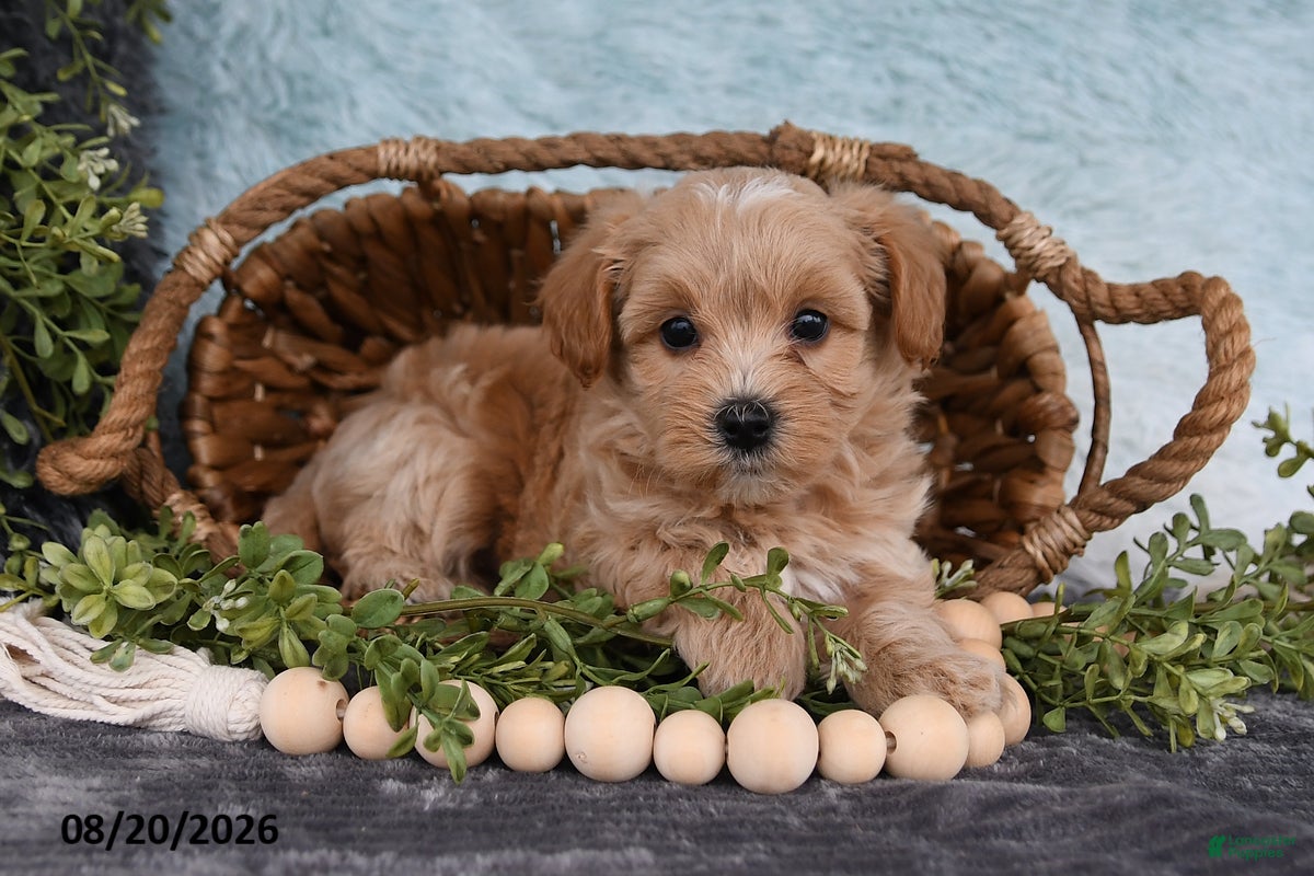 Havapoo dogs Twinkle - Ad 1