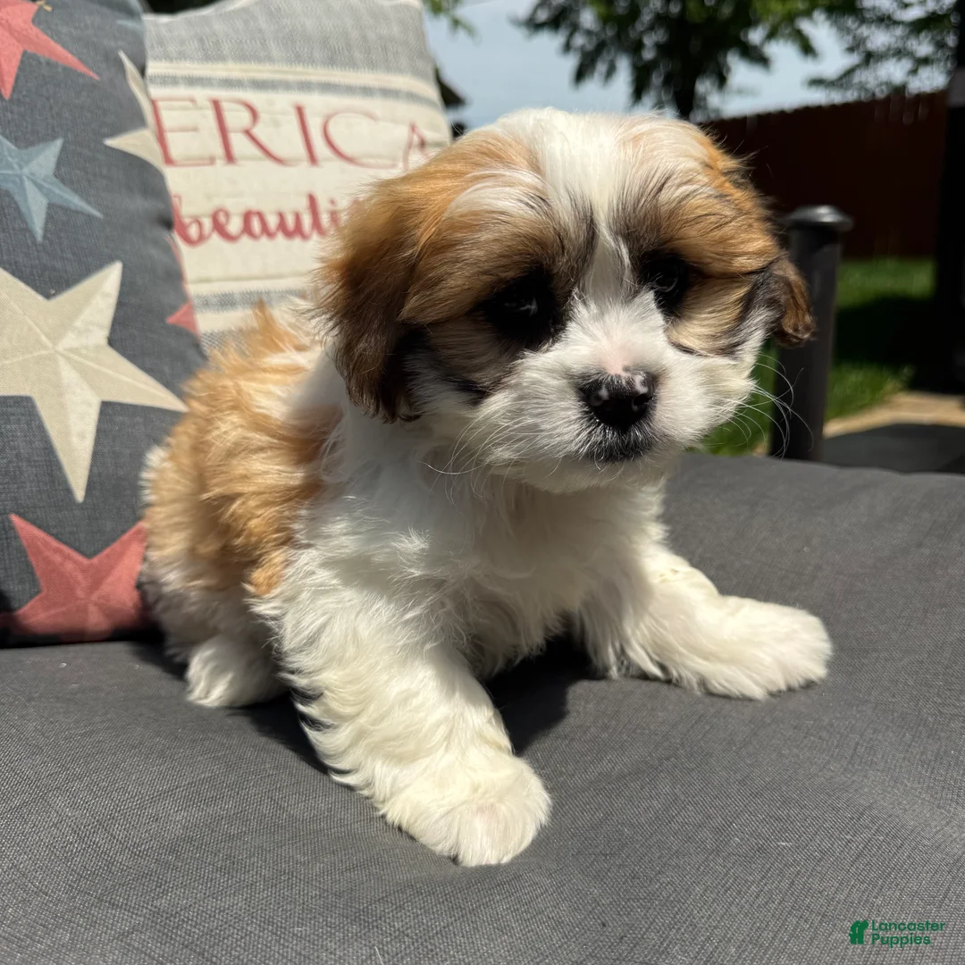 Teddy Bear dogs for sale: Beau - Ad 2