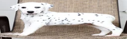 Dalmatian dogs for sale: Tasha - Ad 7