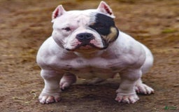 American Bully dogs for stud: Carnage Stud Ad - Image 4