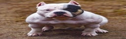 American Bully dogs for stud: Carnage Stud Ad - Ad 4