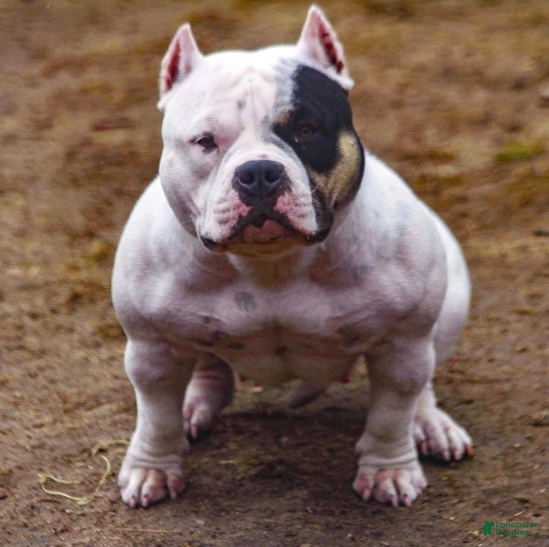 American Bully dogs for stud: Carnage Stud Ad - Ad 4