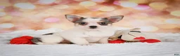 Chihuahua dogs for sale: Lilly - Ad 4