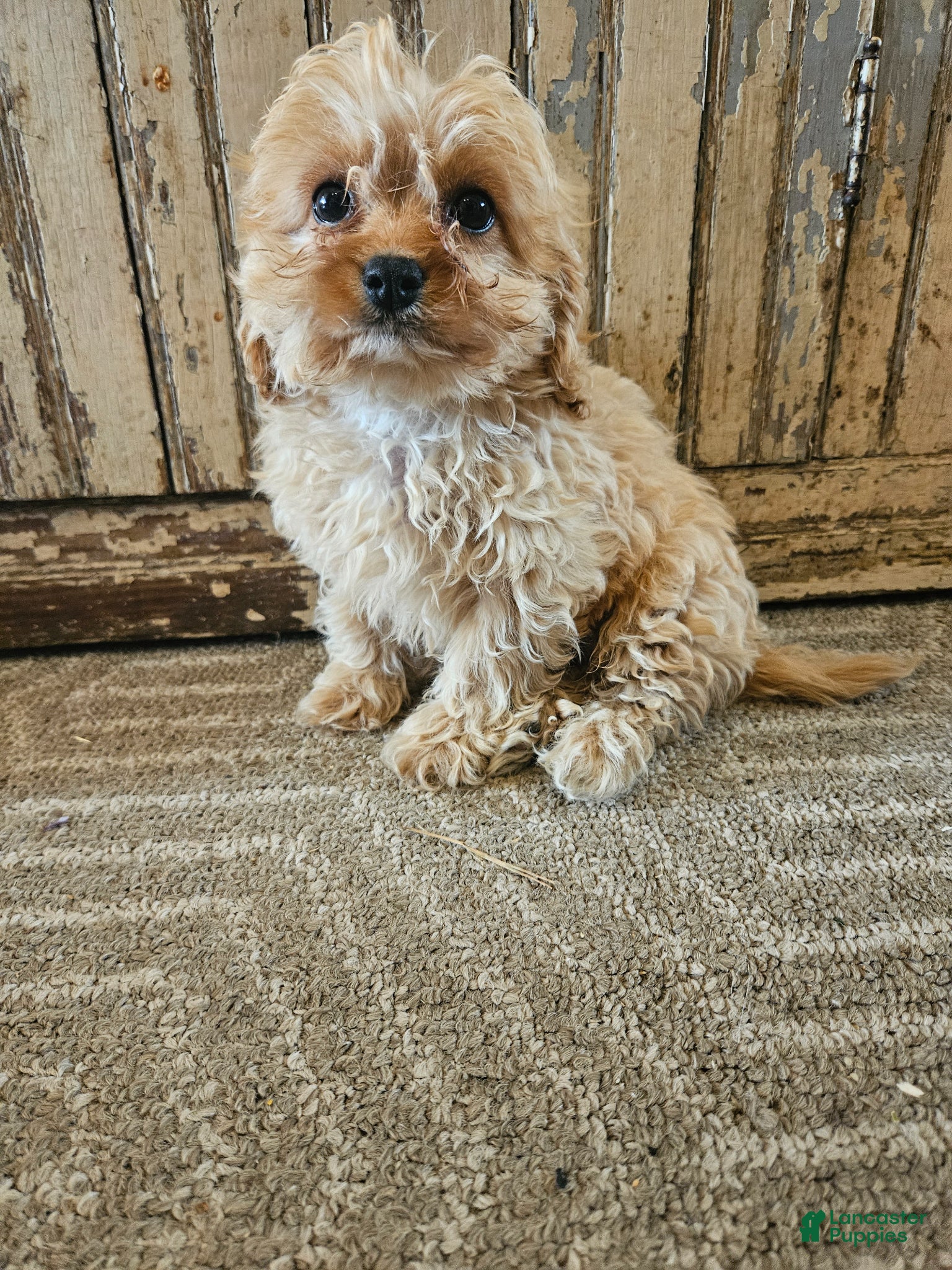 Cavapoo dogs Calvin - Ad 23