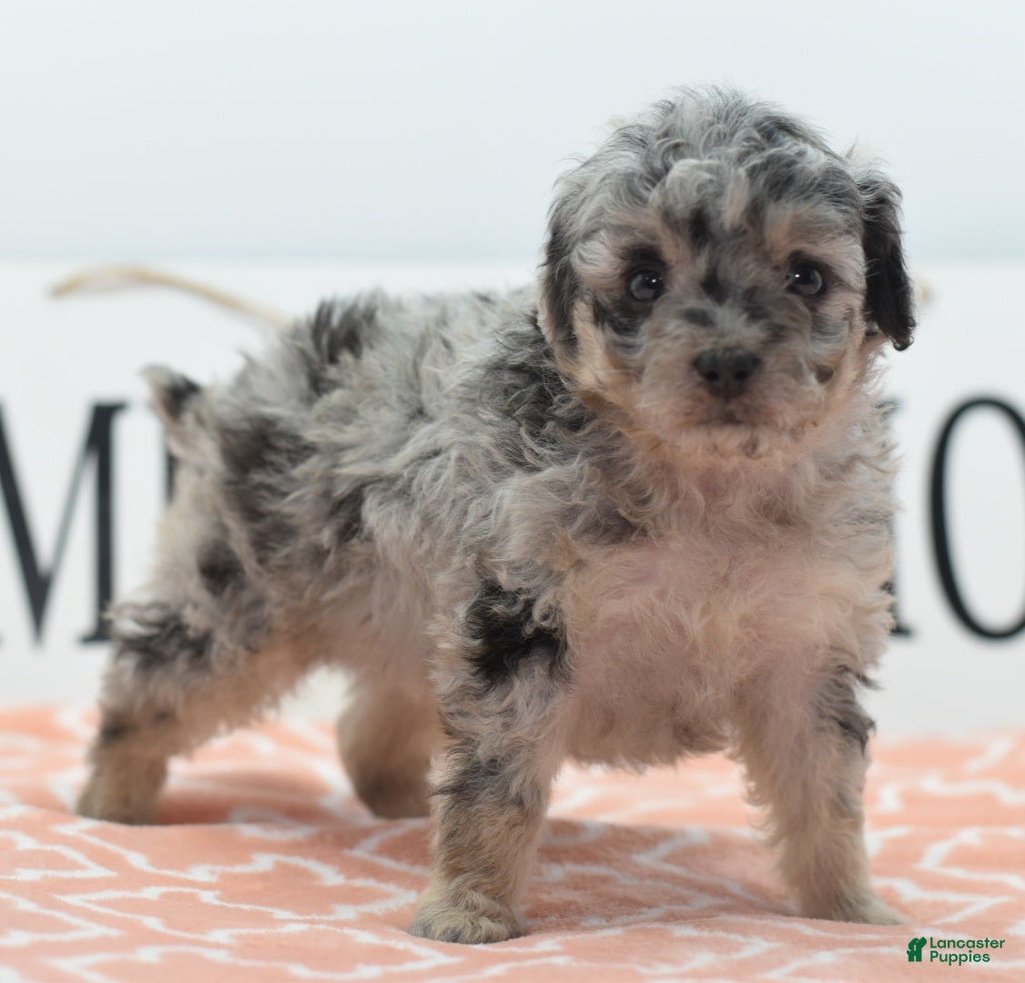 Toy Poodle dogs for sale: Bailey  - Ad 1