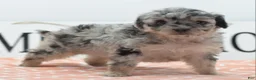 Toy Poodle dogs for sale: Bailey  - Ad 1