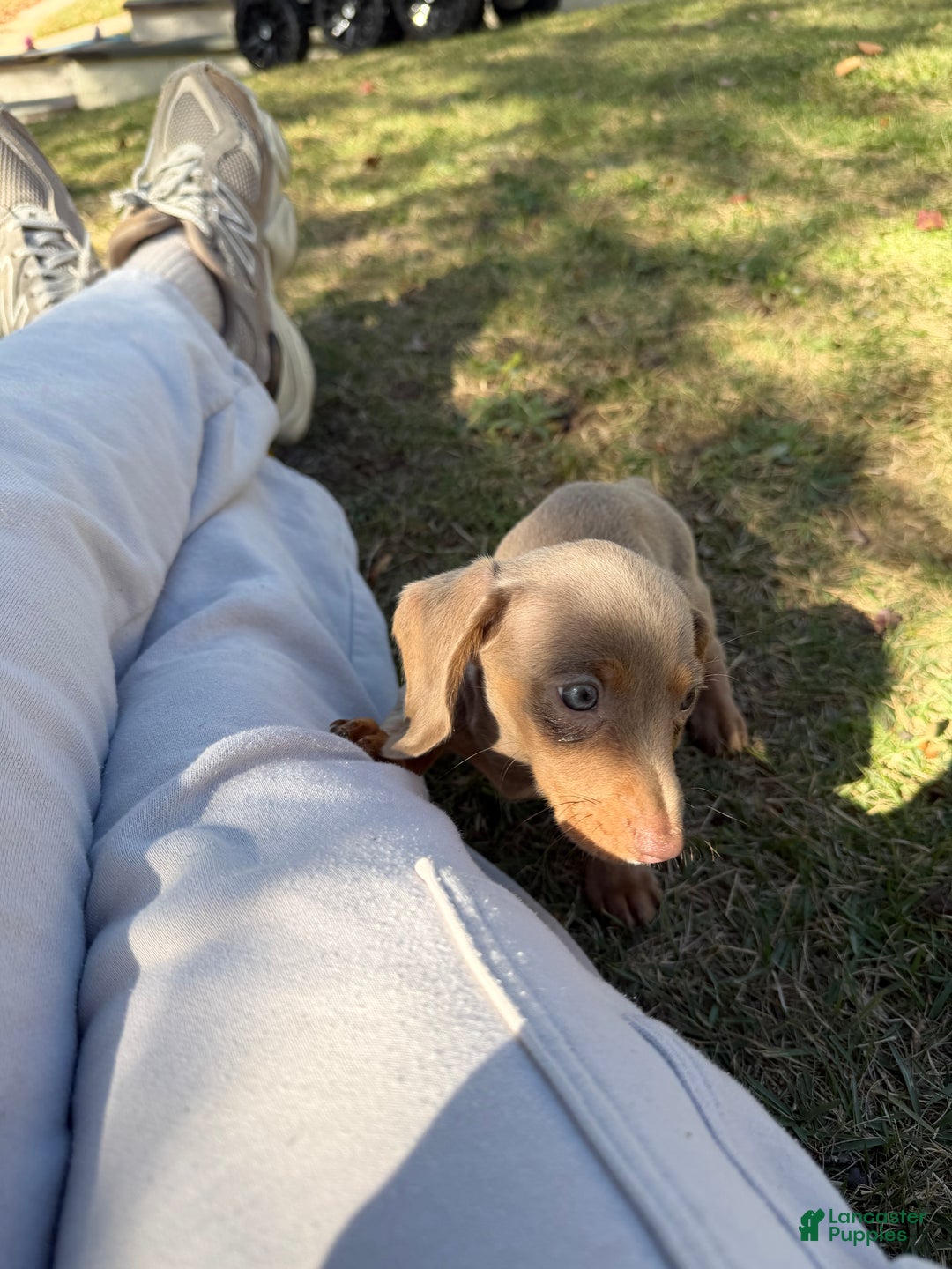 Miniature Dachshund dogs for sale: Belle - Ad 8