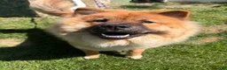 Chow Chow dogs for sale: Kona - Ad 4
