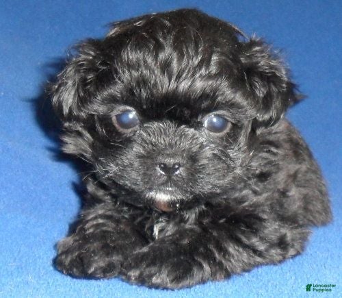 Shihpoo dogs Toby - Ad 2