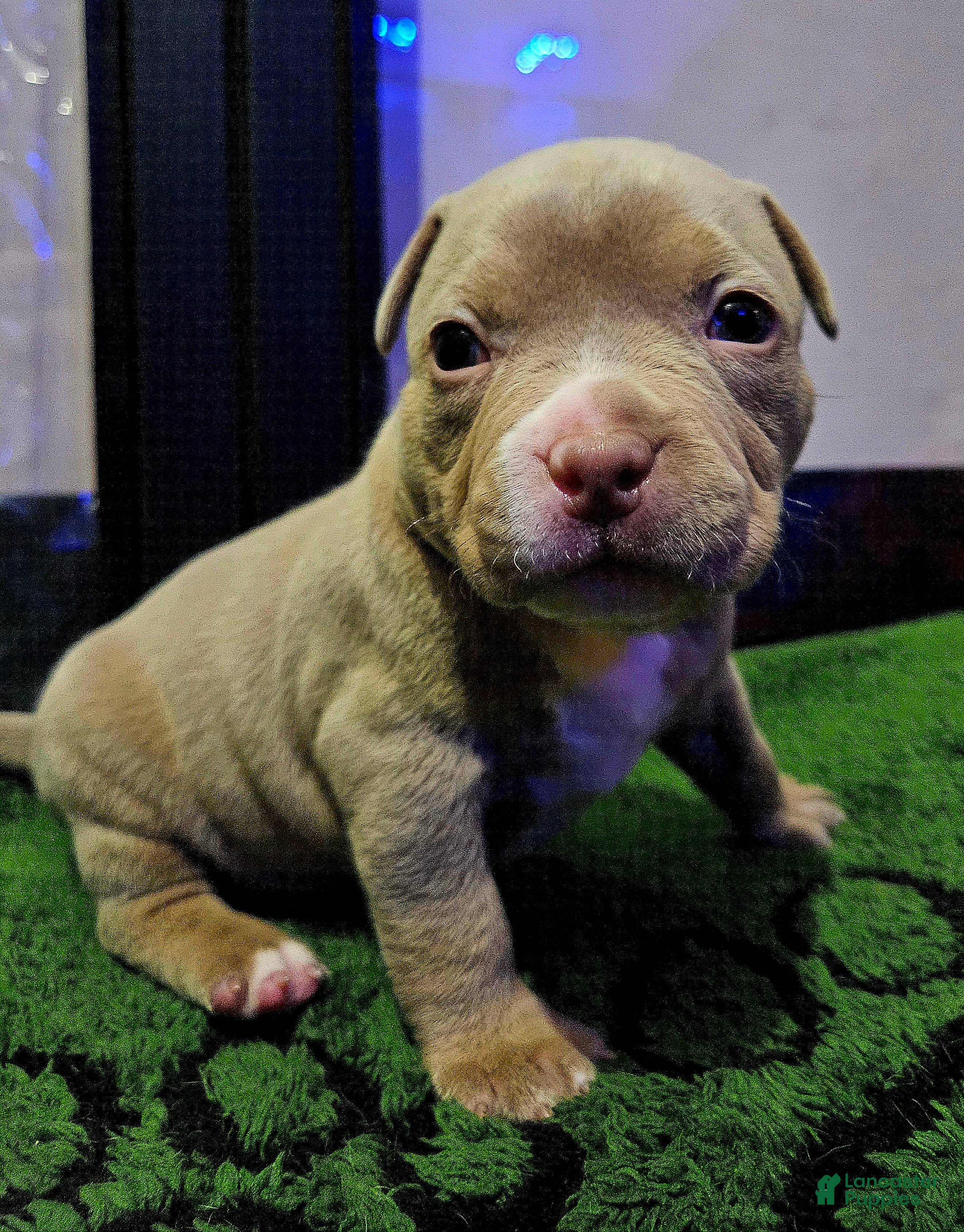 American Bully dogs American Bully - Bongo  - Ad 1
