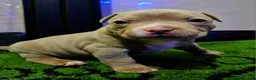 American Bully dogs for sale: ABKC Pocket Bully - Bongo  - Ad 14
