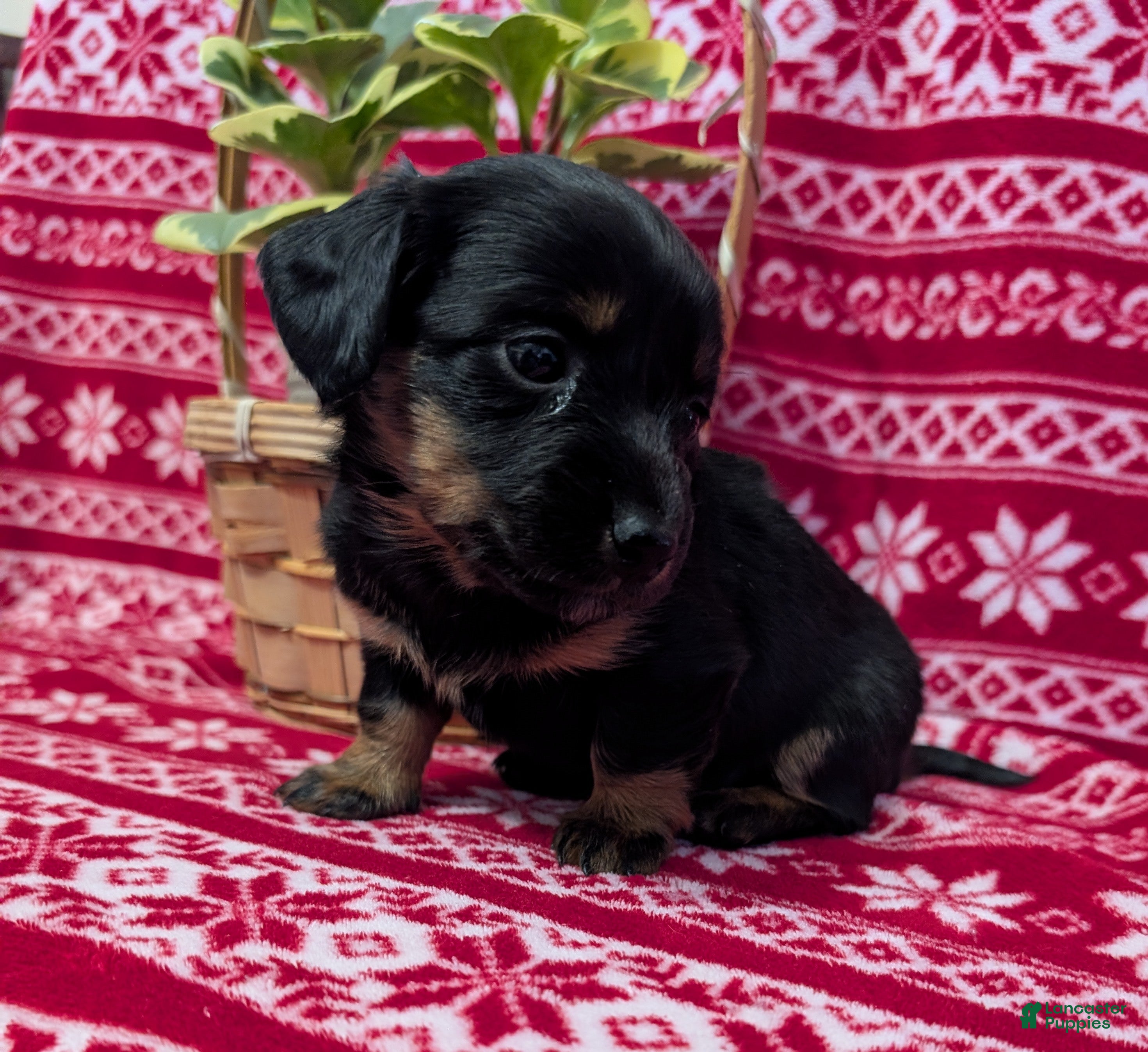 Miniature Dachshund dogs Anna  - Ad 28