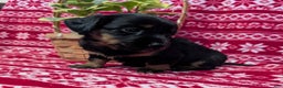 Miniature Dachshund dogs for sale: Anna  - Ad 1