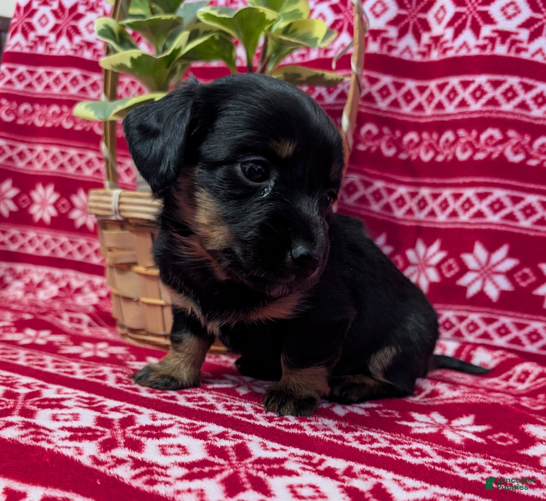 Miniature Dachshund dogs for sale: Anna  - Ad 1
